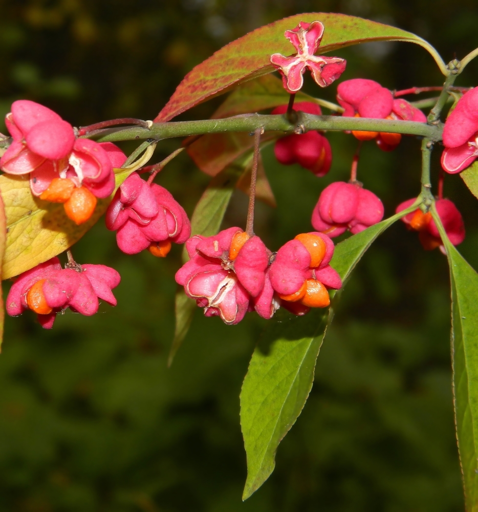 Image of Euonymus europaeus specimen.