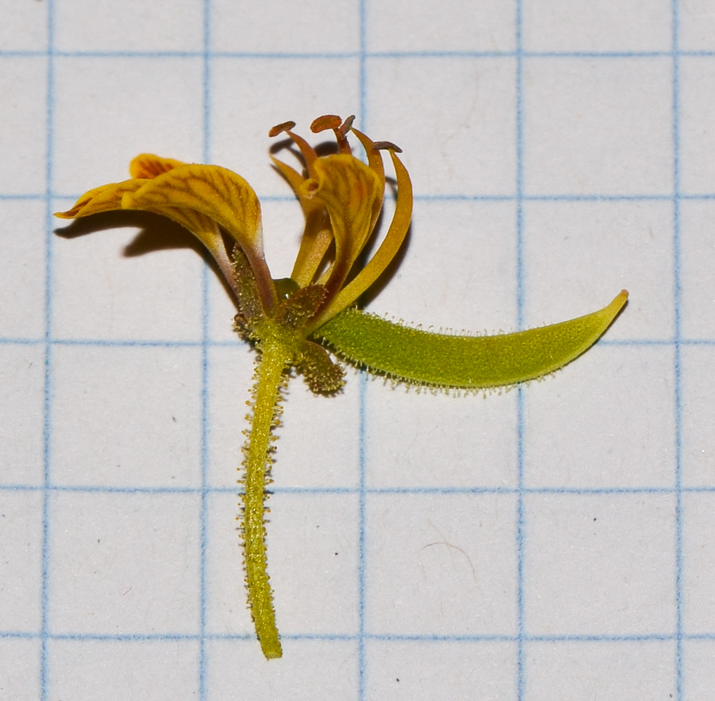 Image of Cleome arabica specimen.