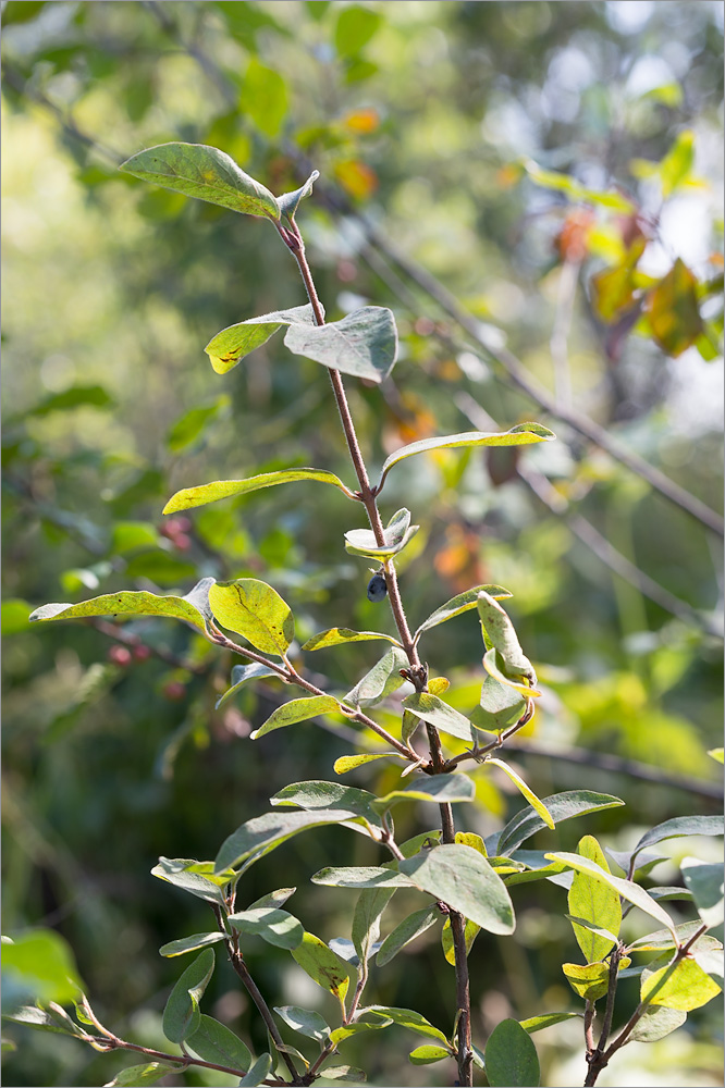 Image of Lonicera baltica specimen.