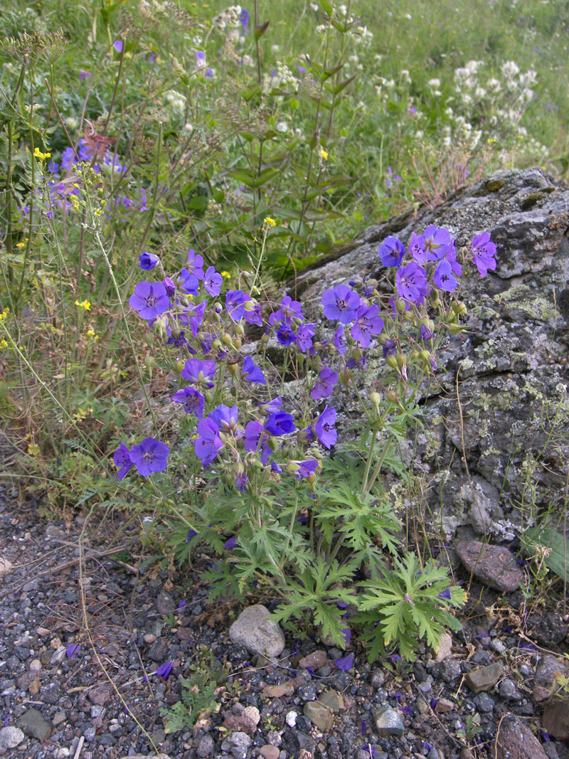 Изображение особи Geranium ruprechtii.