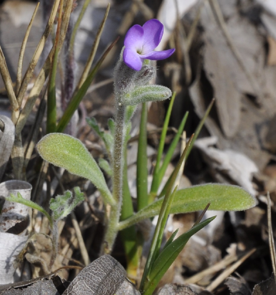 Image of Matthiola tricuspidata specimen.