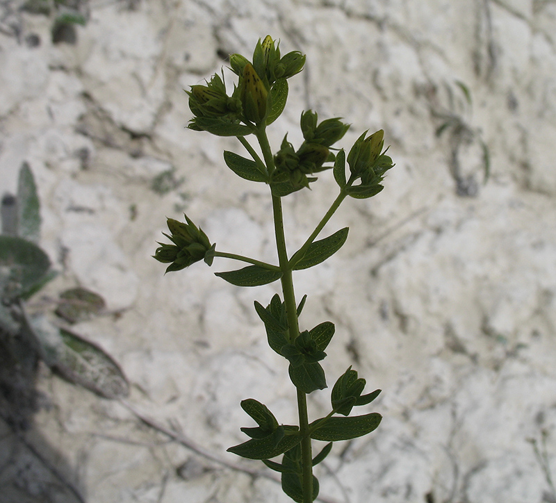 Изображение особи Hypericum perforatum.