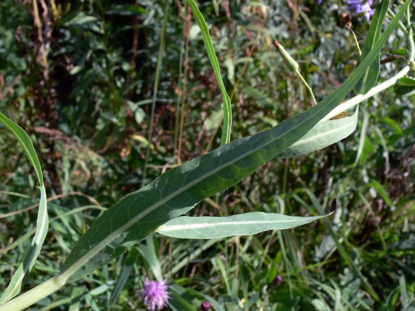 Image of Lactuca tatarica specimen.