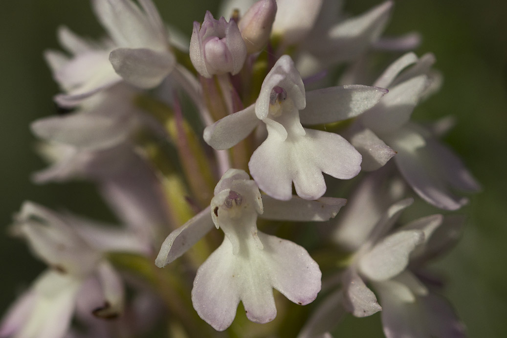 Изображение особи Anacamptis pyramidalis.