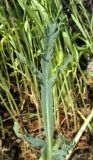 Papaver laevigatum