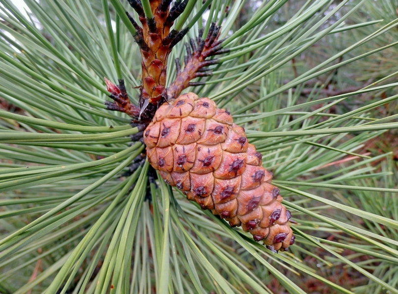 Image of Pinus pallasiana specimen.