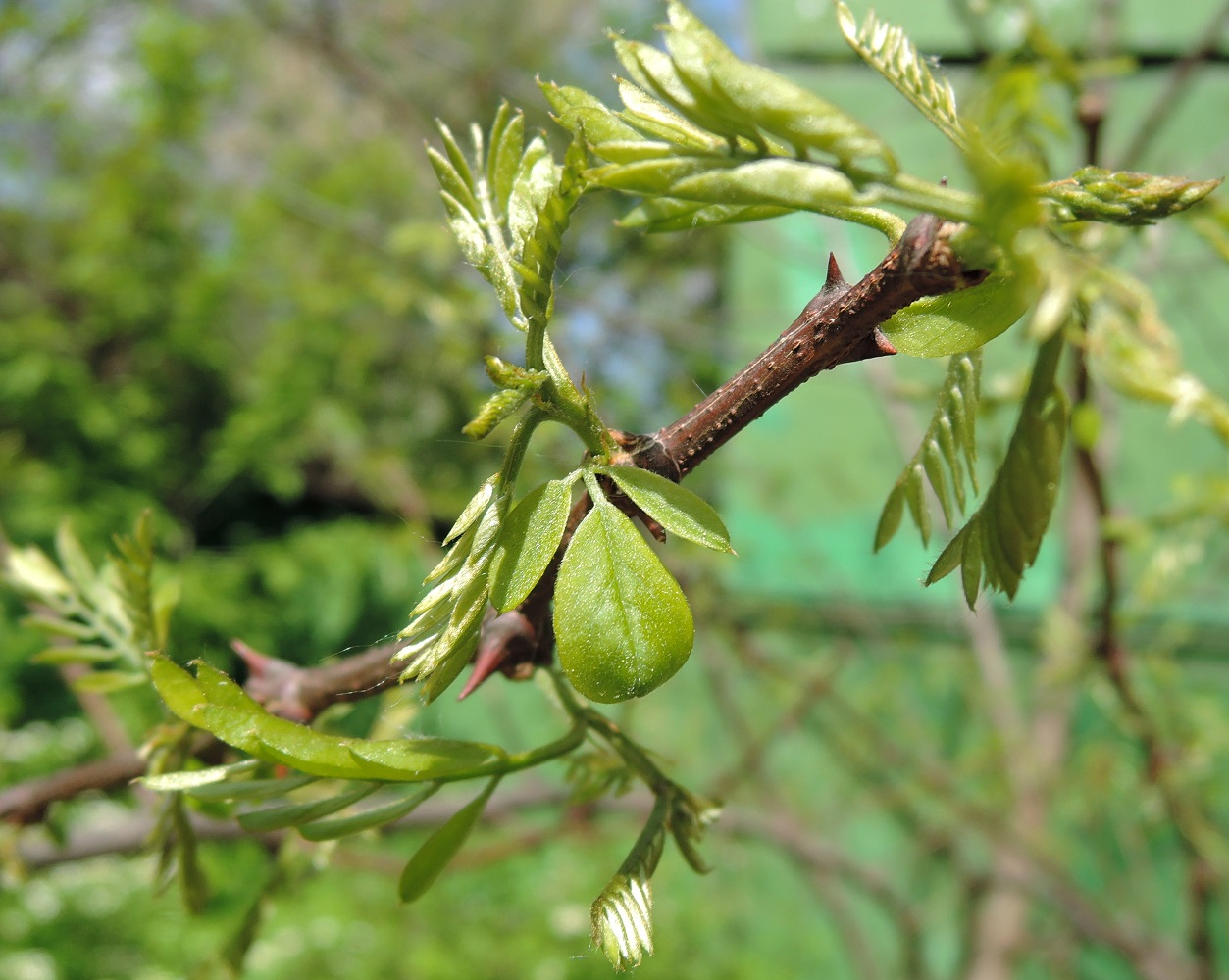 Изображение особи Robinia pseudoacacia.