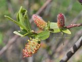 Salix kochiana