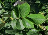 Rosa corymbifera