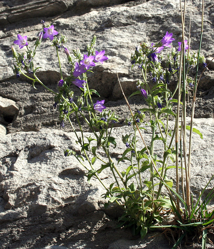 Изображение особи Campanula taurica.