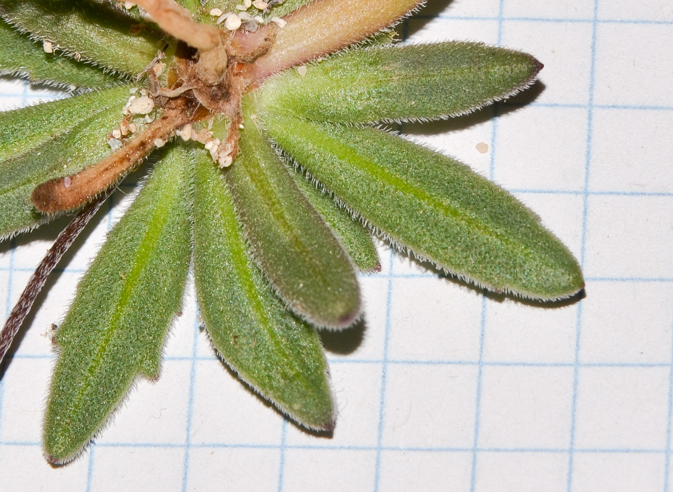 Image of Plantago coronopus specimen.