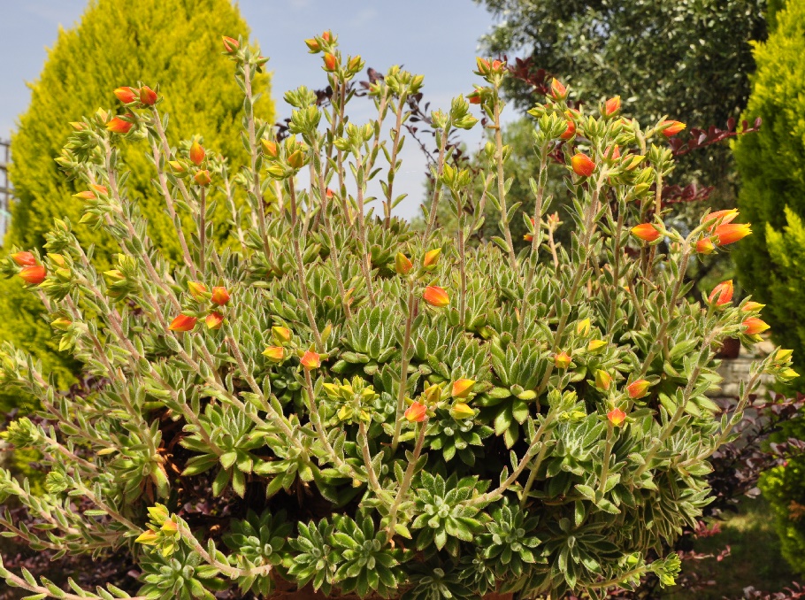 Image of Echeveria setosa specimen.