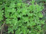 Potentilla incana