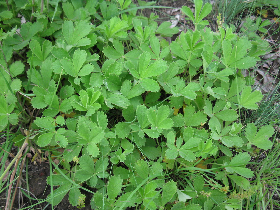 Изображение особи Potentilla incana.