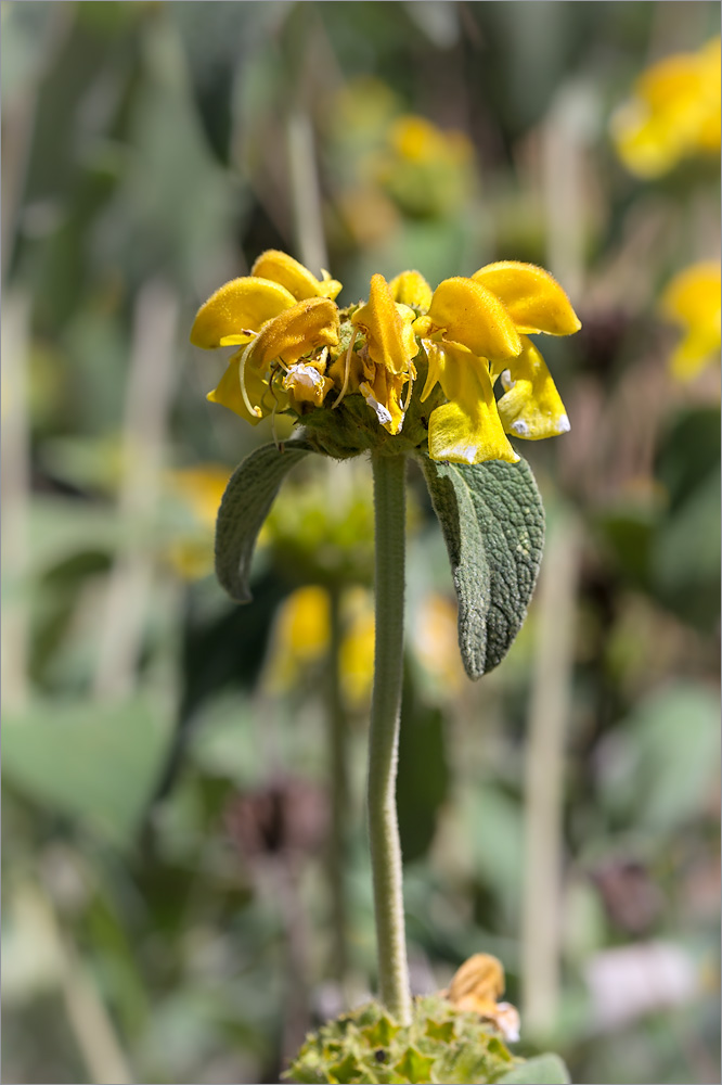 Изображение особи Phlomis fruticosa.