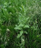 Sisymbrium loeselii. Вегетирующее растение в сообществе с пастушьей сумкой и другими сорными видами. Москва, Новогиреево, ул. Кусковская, газон, сорное. 19.05.2015.