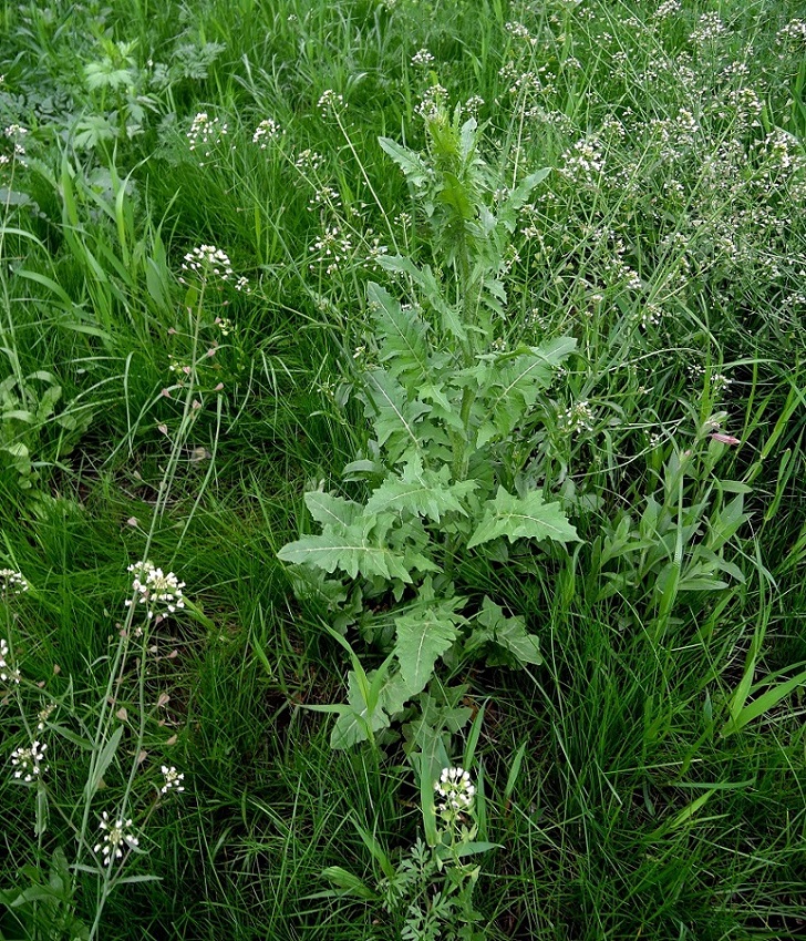 Изображение особи Sisymbrium loeselii.