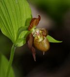 Cypripedium shanxiense. Цветок. Приморский край, Дальнегорский городской округ, окр. с. Каменка, Прямая Падь, крутой юго-западный склон, кедрово-дубовый лес. 11.06.2016.