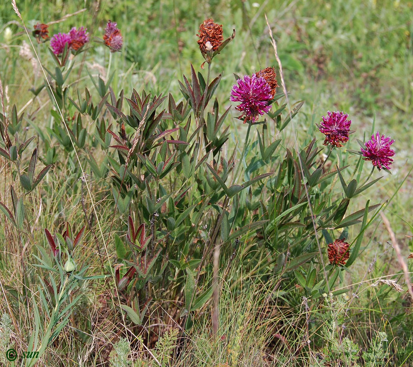 Image of Trifolium alpestre specimen.