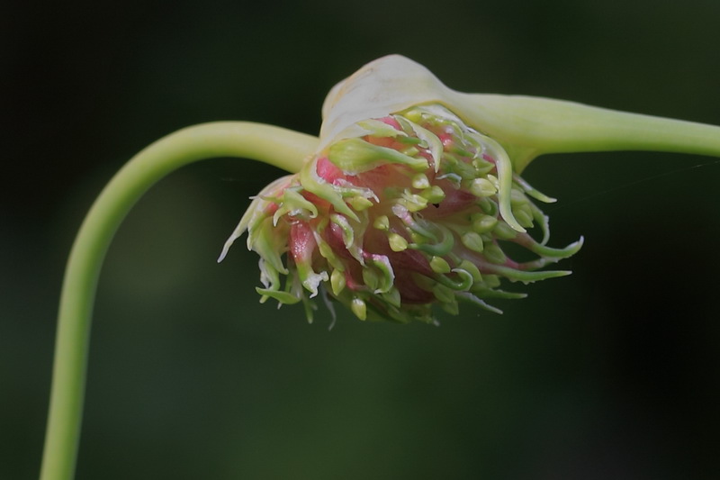 Image of Allium sativum specimen.