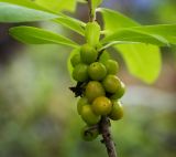 Daphne mezereum. Часть ветви с незрелыми плодами. Пермский край, Оханский р-н, Тулумбаихинское сельское поселение, Кунчурихинский бор, у болота. 02.07.2016.