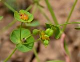 Euphorbia praecox