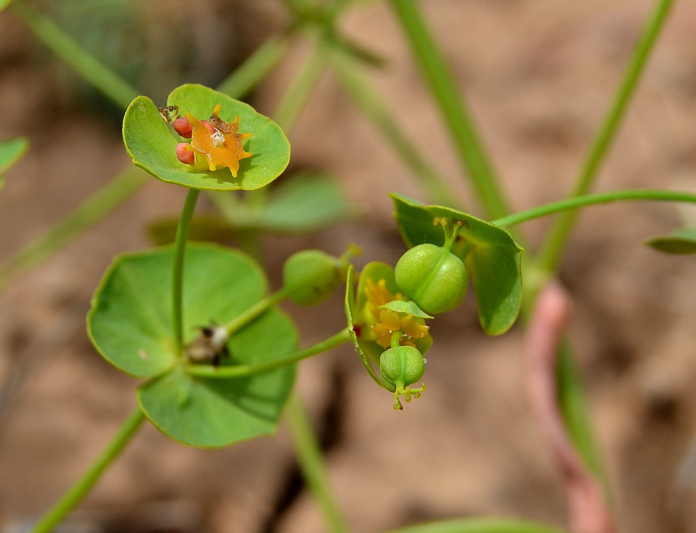 Изображение особи Euphorbia praecox.