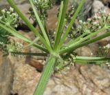 Heracleum freynianum
