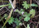Geranium molle. Цветущее растение. Крым, окр. Ялты, заповедник «Мыс Мартьян». 07.06.2016.
