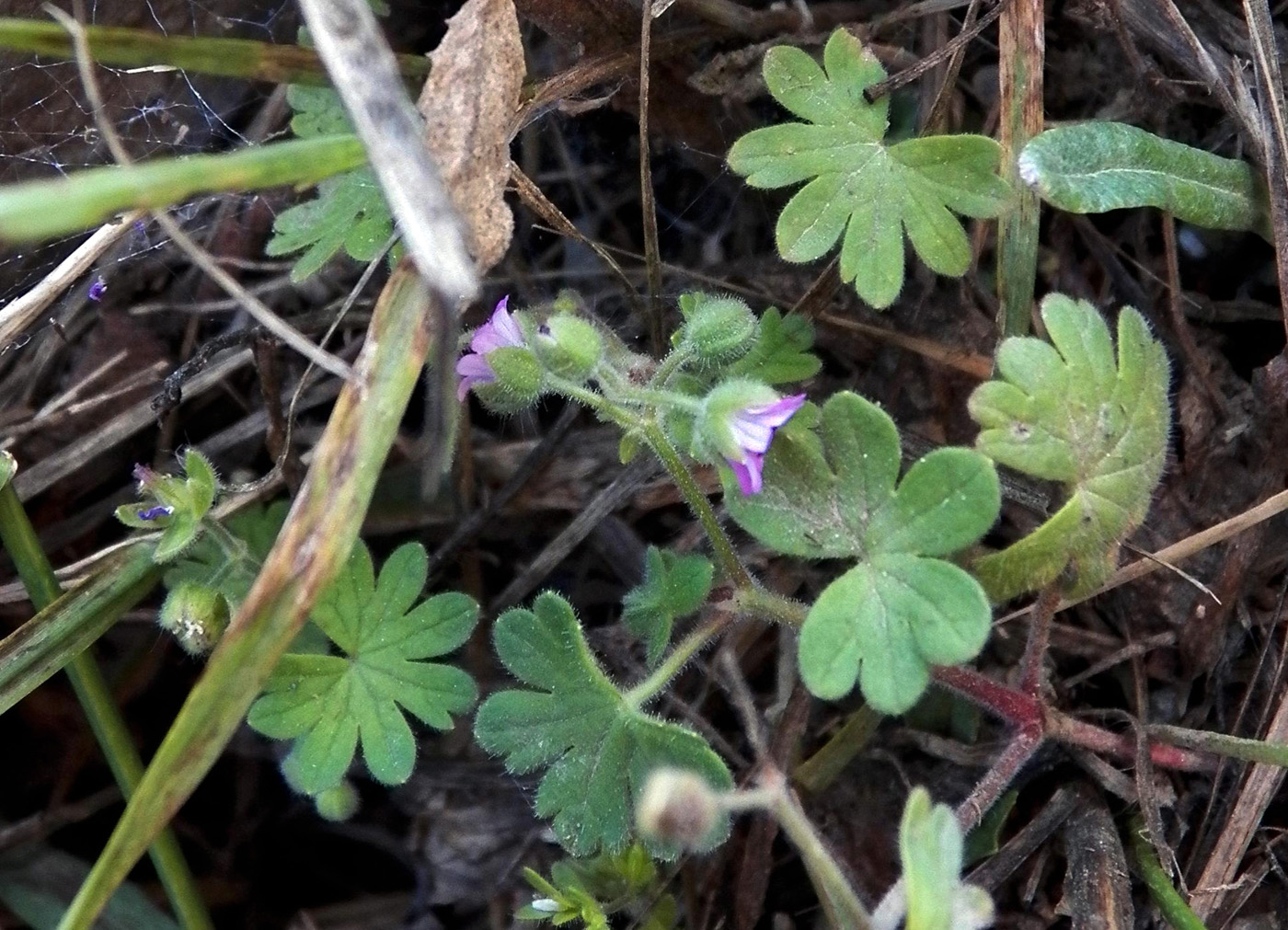 Image of Geranium molle specimen.