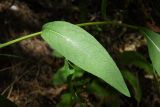 Centaurea abbreviata