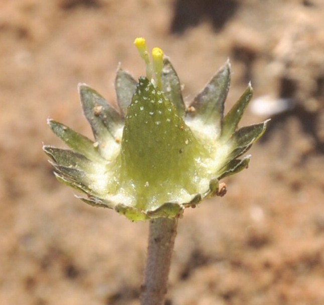 Image of Bellis annua specimen.