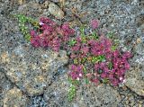 Thymus praecox subspecies britannicus. Отцветающие и плодоносящие растения. Исландия, окр. ледника Эйриксйокюдль, лавовое поле Хальмундархраун. 09.08.2016.