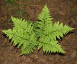 Dryopteris carthusiana