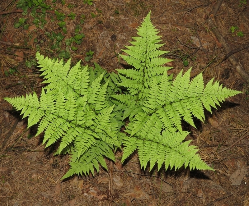 Изображение особи Dryopteris carthusiana.