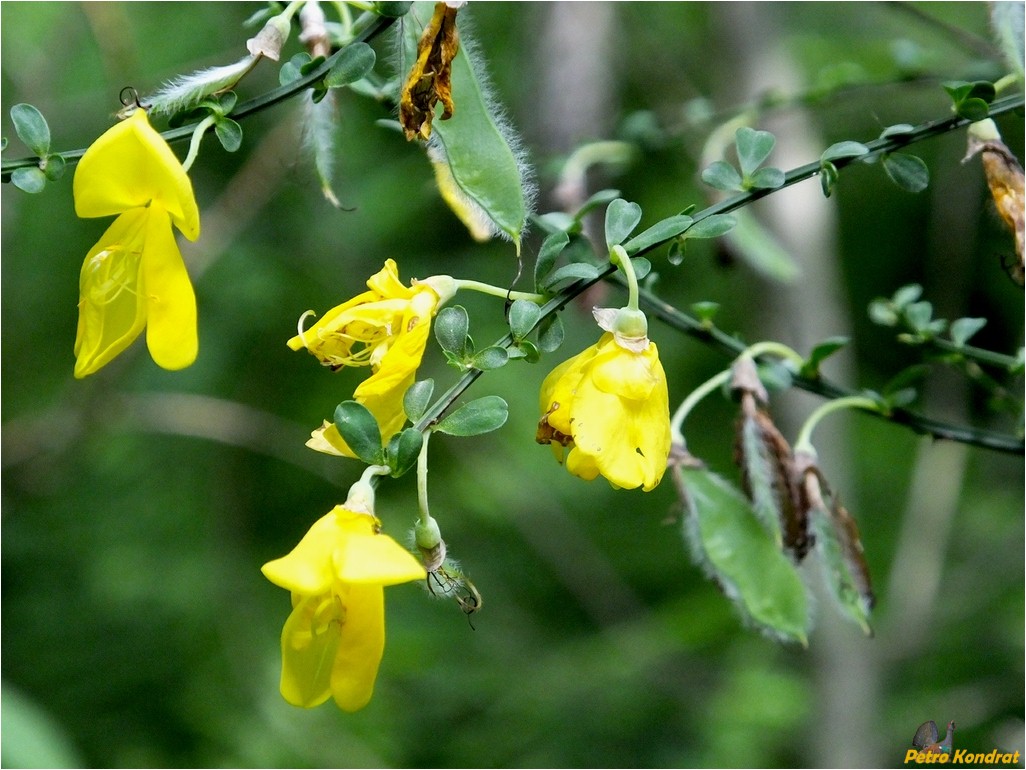 Изображение особи Sarothamnus scoparius.