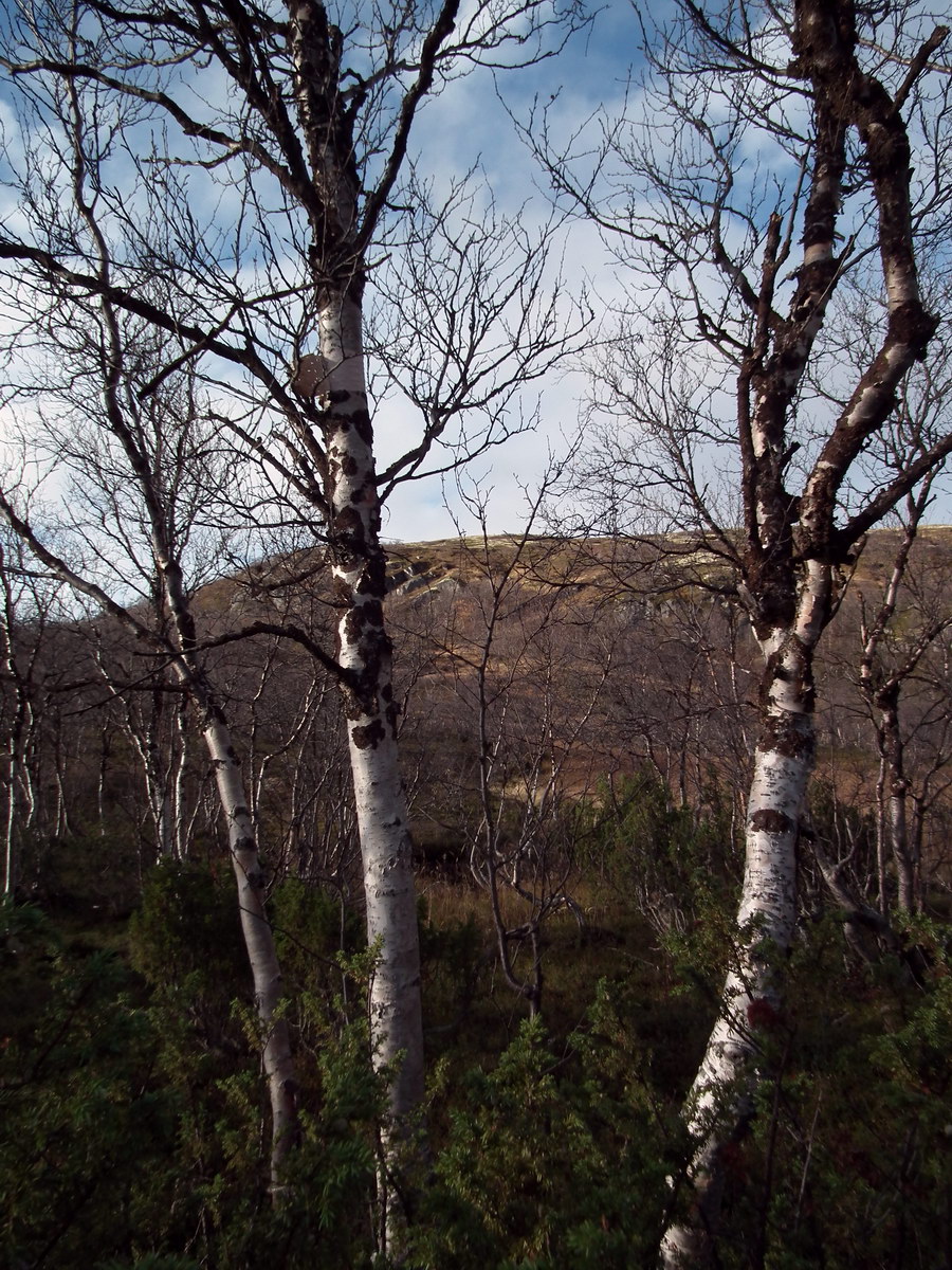 Изображение особи Betula czerepanovii.