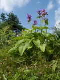 Betonica macrantha. Цветущее растение. Ленинградская обл., Ломоносовский р-н, пос. Дубки, садовый участок, в культуре. 26.06.2016.