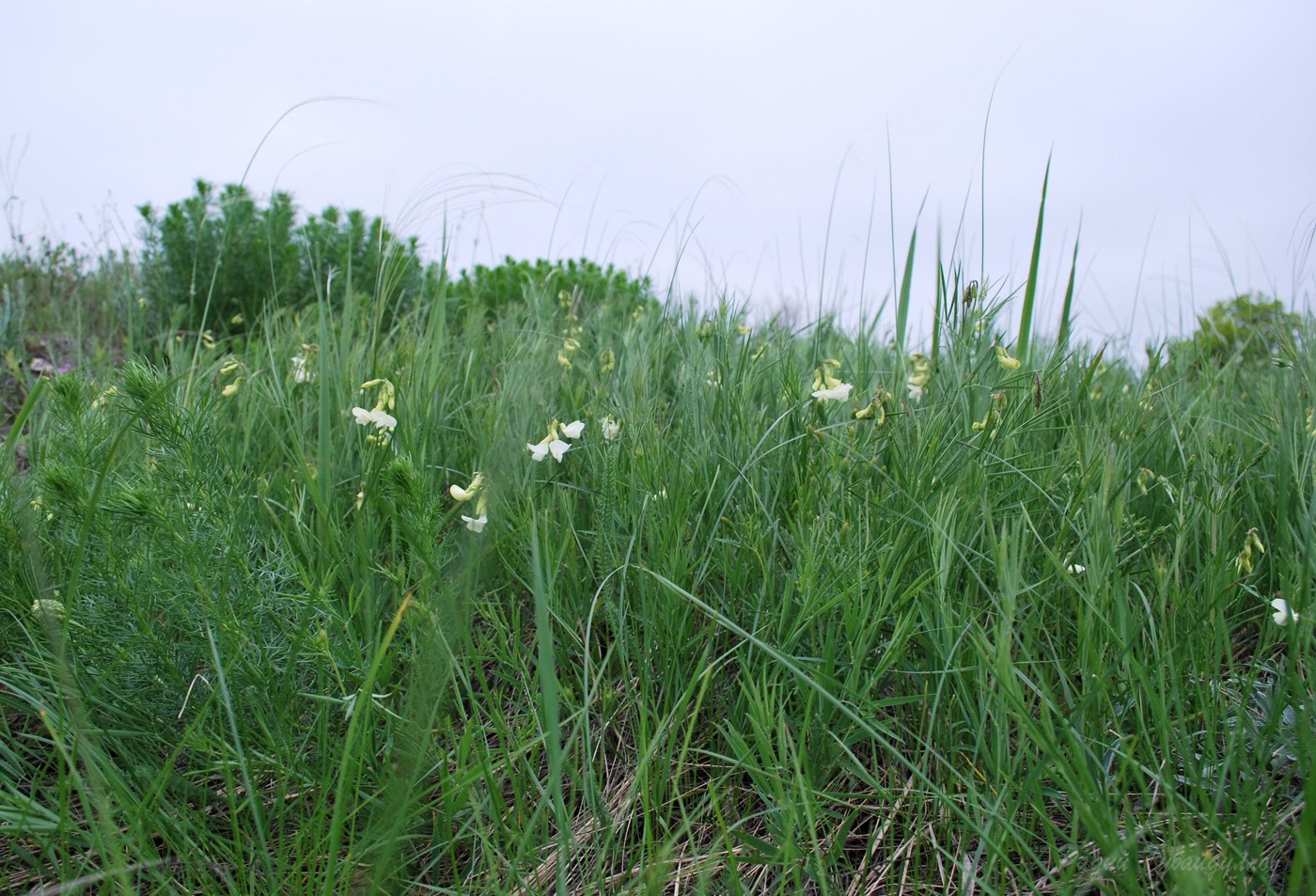 Image of Lathyrus pallescens specimen.