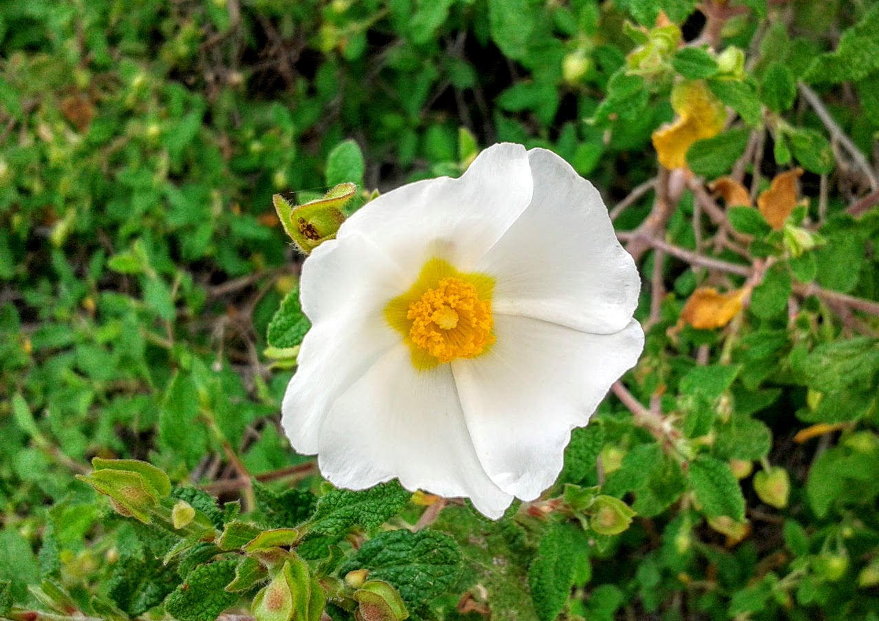 Image of Cistus salviifolius specimen.