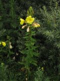 Oenothera glazioviana. Цветущее растение. Нидерланды, провинция Гронинген, национальный парк Lauwersmeer, у обочины дороги. 24 июня 2007 г.