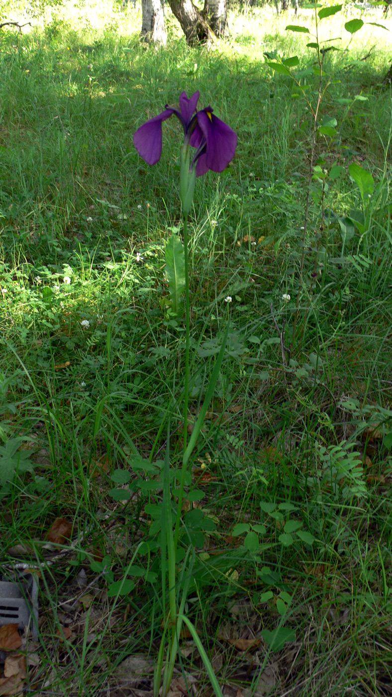 Image of Iris ensata specimen.