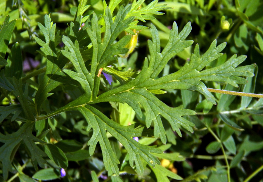 Image of Erodium stephanianum specimen.