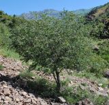 Celtis caucasica