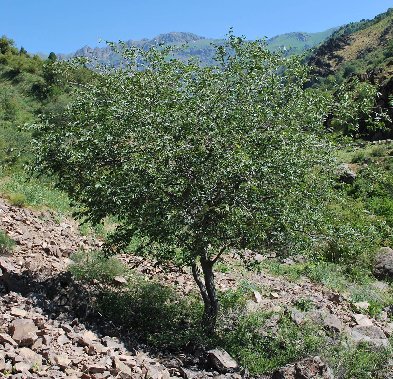 Изображение особи Celtis caucasica.