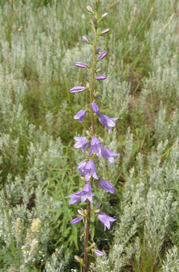 Изображение особи Campanula bononiensis.