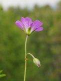 Image of taxon representative. Author is Тамара Риб