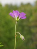 Geranium sylvaticum