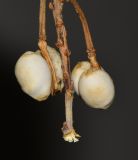 Triadica sebifera