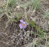 Pulsatilla turczaninovii